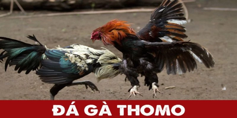 Tìm hiểu về đá gà Thomo TP88